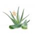 AloeVera_front.jpg